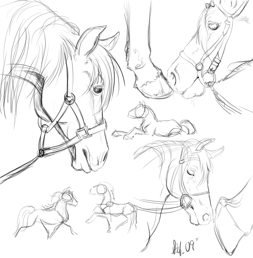 horse_sketches_by_nightspiritwing